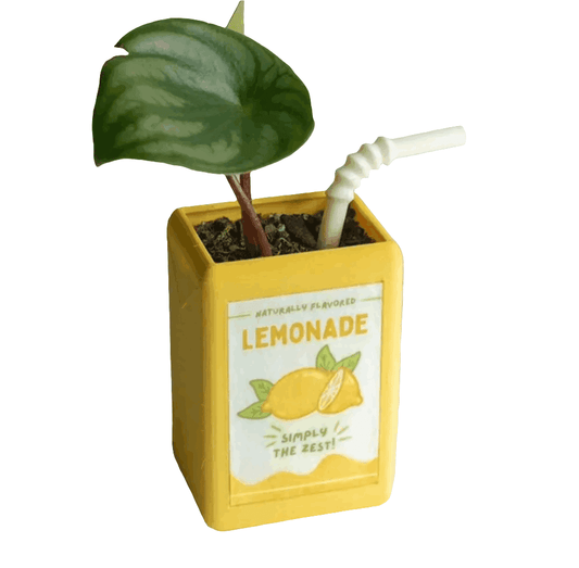 Lemonade Planter Koda Fashion & Home